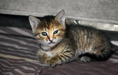 Very beautiful gray domestic kitten