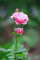 Pink roses on the bush, macro, rose garden