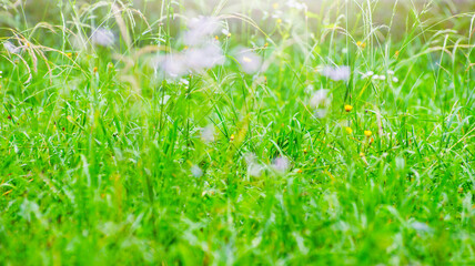 green grass background with selective focus