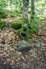 Knochiger Baum mit Moos auf belaubten Waldboden