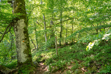 Obraz premium Urige sommerliche Wälder in Schweden. Kleine Trampelpfade