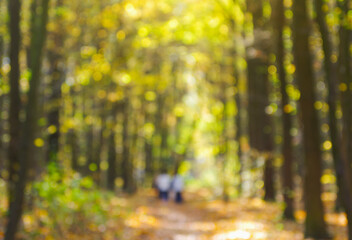 Obraz premium Autumn golden forest, blured background.