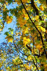 Yellow maple leaves on a twig in autumn
