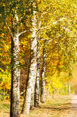 Autumn golden forest, blured background.