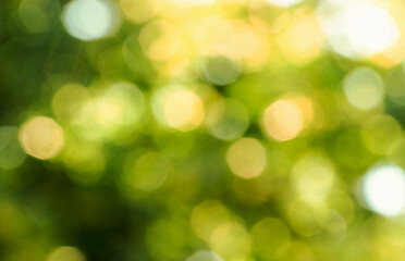 Green bokeh background from nature forest out of focus