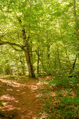 Obraz premium Träumerischer grüner Wald in Schweden. Hochformat