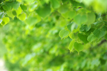 green leaves on the green backgrounds