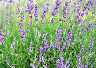 Naklejka premium Selective focus on the lavender flower in the flower garden lavender flowers lit by sunlight.