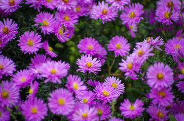 Colorful pink autumnal chrysanthemum background