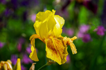 Beautiful yellow iris flowers grow in the garden.