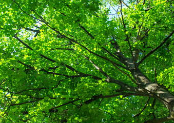 Bottom view of tree trunk to green leaves of big tree in forest with sunlight. Fresh environment in park.