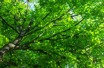 Bottom view of tree trunk to green leaves of big tree in forest with sunlight. Fresh environment in park.