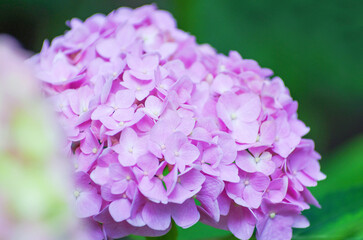 pink hydrangea flowers close up