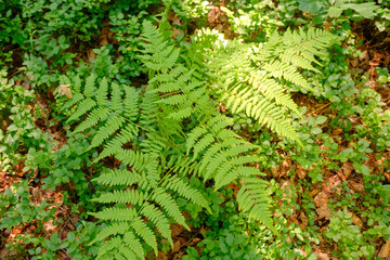 Grüner Farn auf dem Waldboden