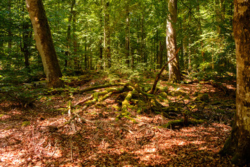 Herrliche Landschaft mit sommerlichen Wald in Schweden
