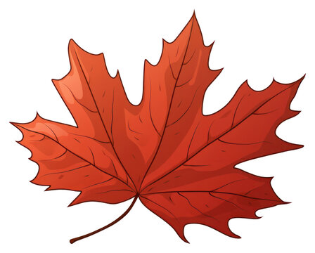 PNG Maple plant tree fragility.