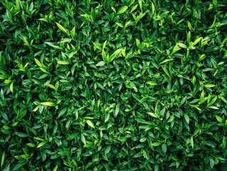 Lush Green Grass Border Creating a Natural Frame for Design and Backgrounds