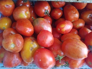A pile of fresh red tomatoes. Perfect for a healthy food theme