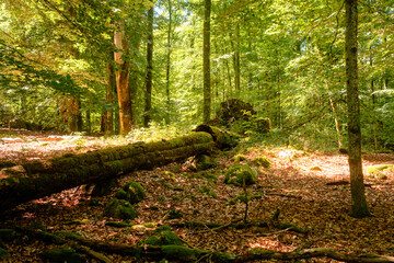 Alter modriger Baumstamm im grünen sonnigen Wald in Schweden