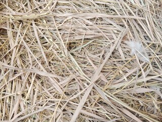 A pile of straw scattered irregularly, used as a background