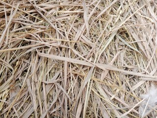 A pile of straw scattered irregularly, used as a background