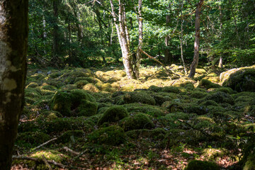 Steine mit Moos und B&auml;ume im Wald