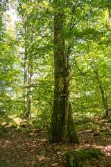 Fototapeta premium Grüne Blätter im Wald