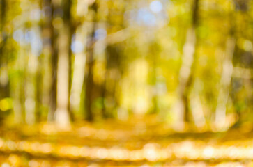 Autumn golden forest, blured background.