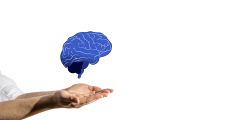 Human hands offering a blue brain illustration above them on a white background. Concept of knowledge transfer and intelligence