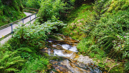 Stream in the forest