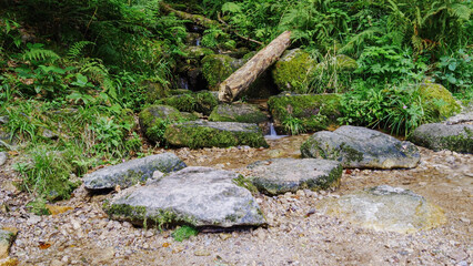 Stone in a stream in the forest