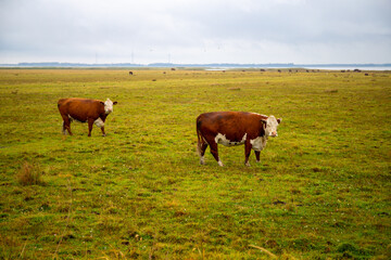 Panorama of a pasture with cattle, cloudy in Denmark