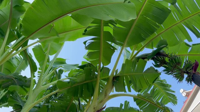 Huge green leaves of tropical palm rustling in the wind. Tree with bunch of unripe bananas.