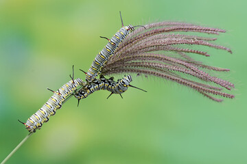 The beauty of monarch butterfly caterpillars. These crawling insects will metamorphose into beautiful and graceful monarch butterflies (Danaus plexippus).