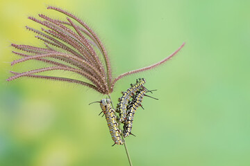 The beauty of monarch butterfly caterpillars. These crawling insects will metamorphose into beautiful and graceful monarch butterflies (Danaus plexippus).