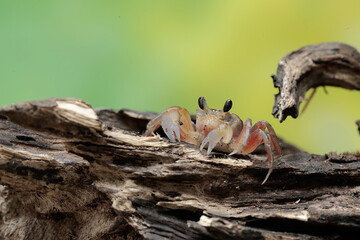 A Kuhl's ghost crab is hunting for prey on the beach. This crab has the scientific name Ocypode kuhlii.