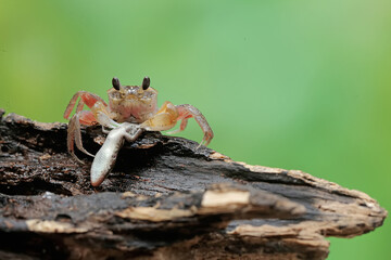 A Kuhl's ghost crab is preying on a baby skink. This crab has the scientific name Ocypode kuhlii.
