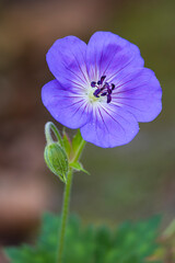 Closeup of Geranium Rozanne or Cranesbill geranium