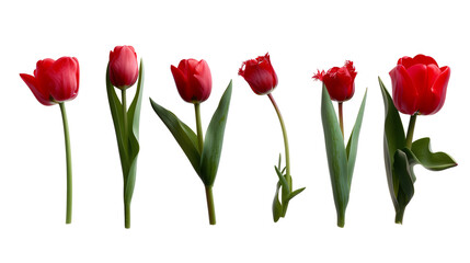 red  tulip isolated on transparent background