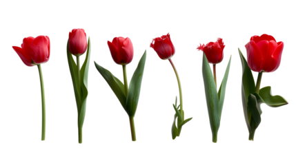 red  tulip isolated on transparent background