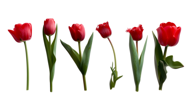 red  tulip isolated on transparent background