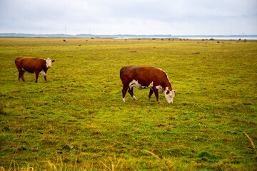 Panorama of a pasture with cattle, cloudy in Denmark
