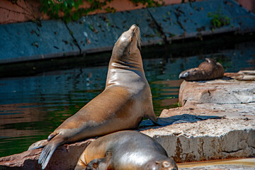 Seelöwe im Nürnberger Tierpark streckt sich