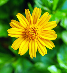 blooming pretty yellow creeping daisy flower, close-up of pollen yellow creeping daisy flower,  yellow creeping daisy flowers growing in rainy season