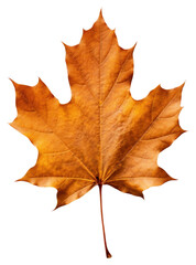 Obraz premium PNG Autumn leaf maple plant tree.