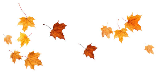 Fototapeta premium PNG Leaves floating in the air maple plant leaf.
