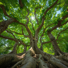 Fototapeta premium The view from the ground looking up at banyan trees with wide roots, green leaves and thick trunks. The perspective shows that you can see several tree trunks in close distance and their branches 