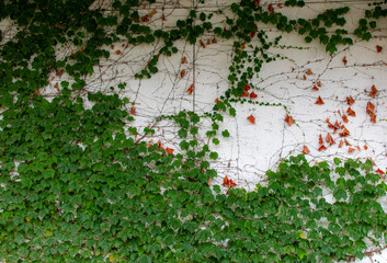 古い建物の壁にツタが這う