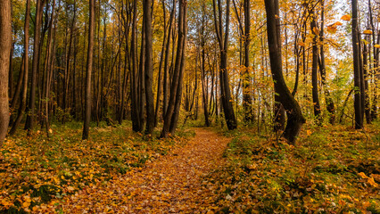 Golden Autumn Trail Through Dense Forest