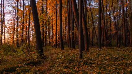 Obraz premium Golden Sunset Through Autumn Forest Trees
